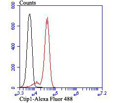 Ctip1 Rabbit mAb