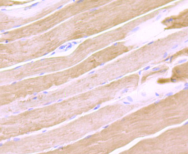 Calsequestrin 1 Rabbit mAb