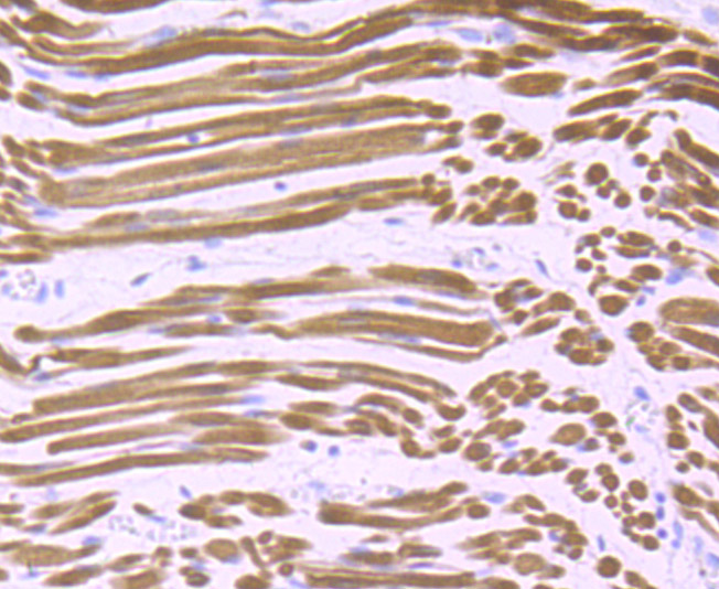 Calsequestrin 1 Rabbit mAb