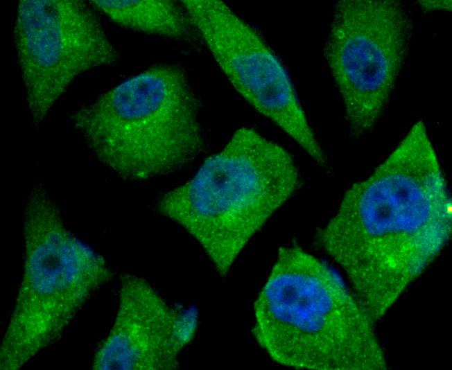 TGF alpha Rabbit mAb