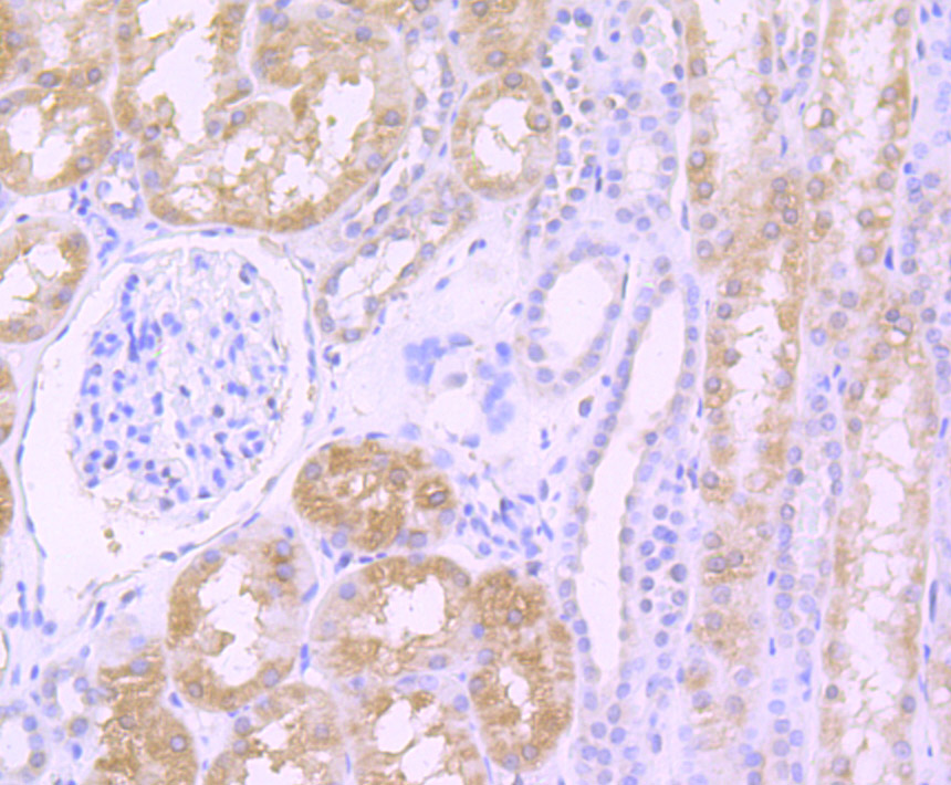 TGF alpha Rabbit mAb