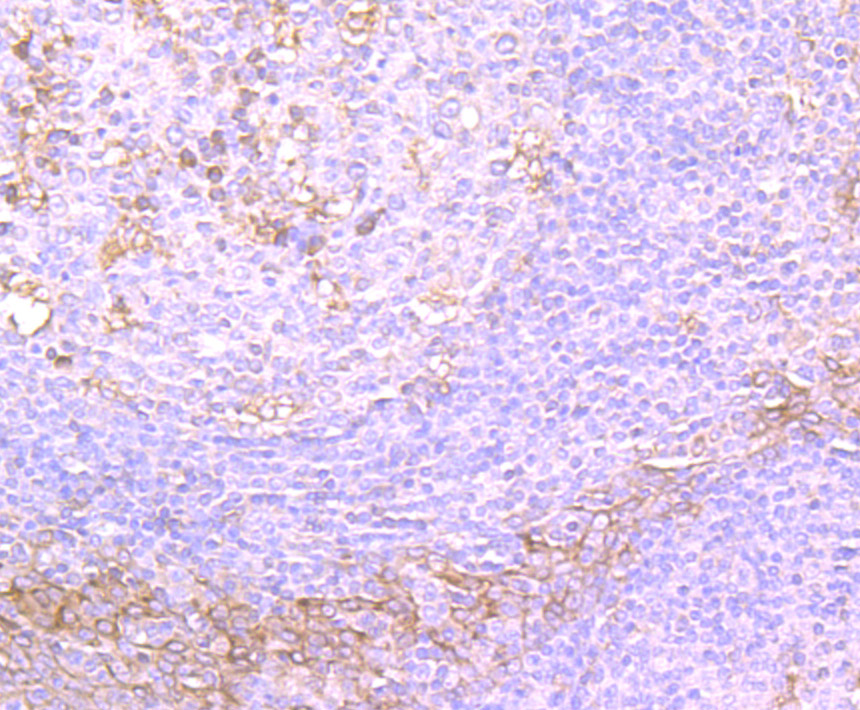 TGF alpha Rabbit mAb