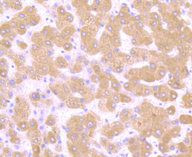 TGF alpha Rabbit mAb