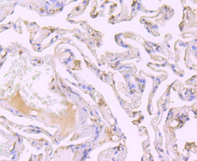 SRC1 Rabbit mAb