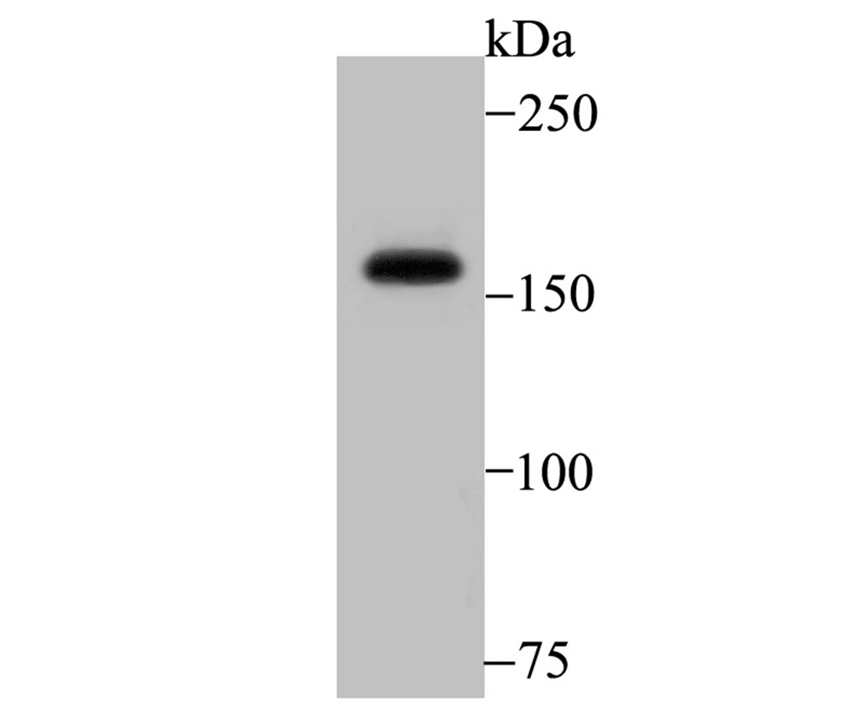 SRC1 Rabbit mAb