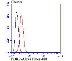 PDK2 Rabbit mAb