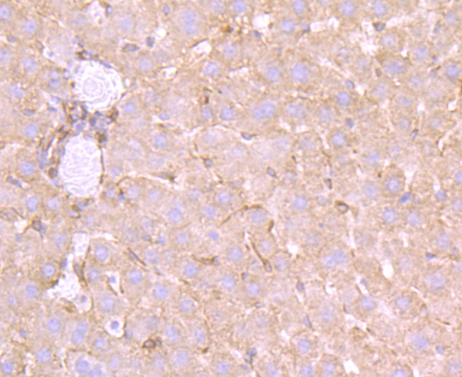 Apolipoprotein A II Rabbit mAb