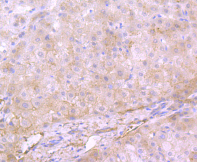 Apolipoprotein A II Rabbit mAb