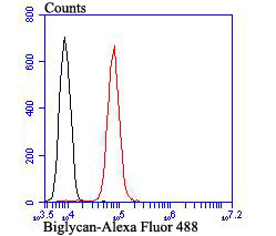 Biglycan Rabbit mAb