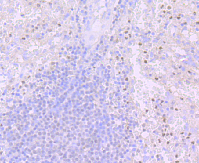 PU.1/Spi1 Rabbit mAb