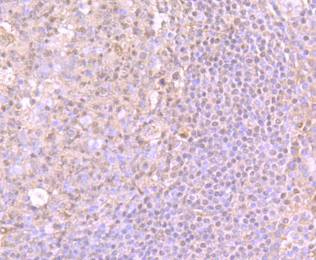 PU.1/Spi1 Rabbit mAb