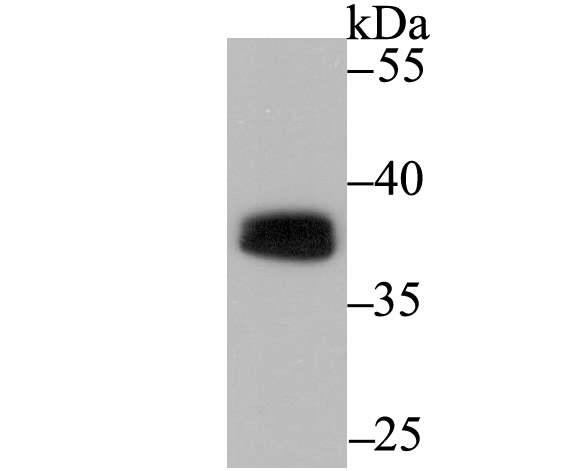 PU.1/Spi1 Rabbit mAb