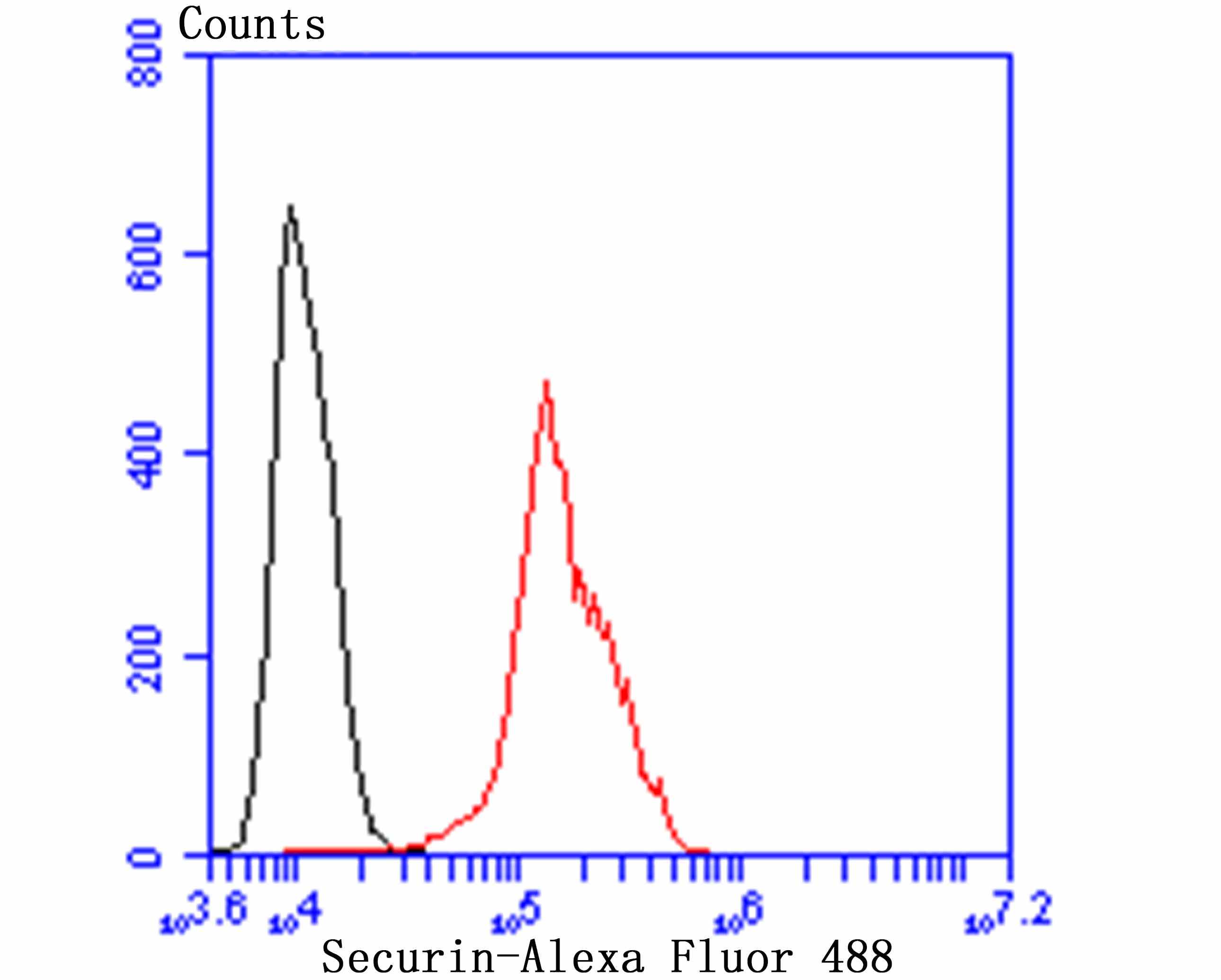 Securin Rabbit mAb