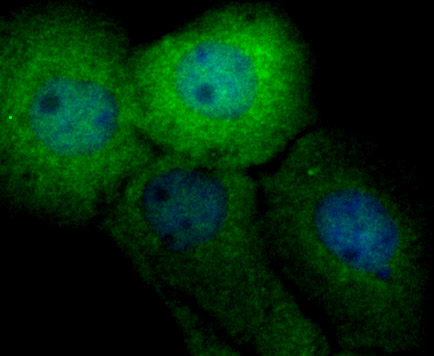 Securin Rabbit mAb