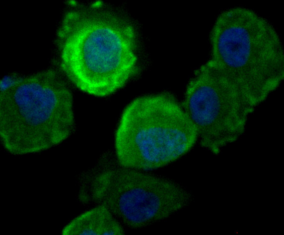 Securin Rabbit mAb