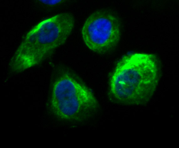 Securin Rabbit mAb