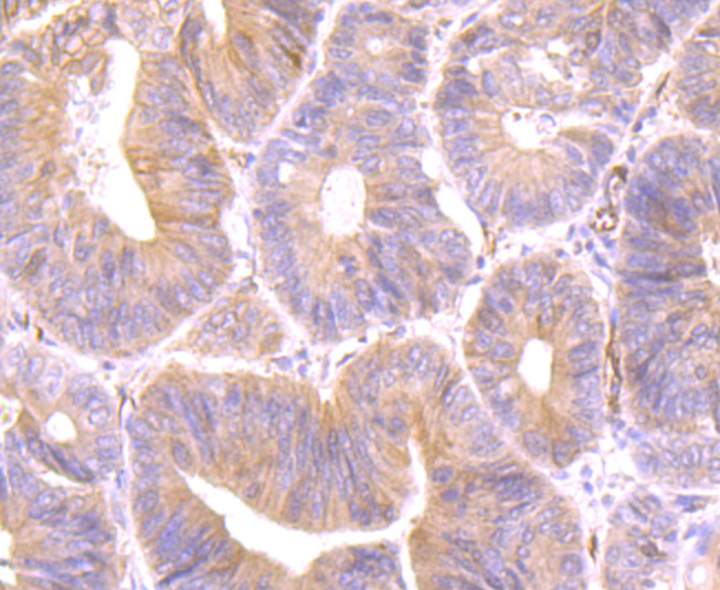 Securin Rabbit mAb