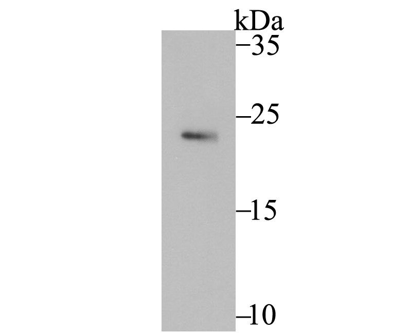 Securin Rabbit mAb