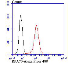 RPA70 Rabbit mAb