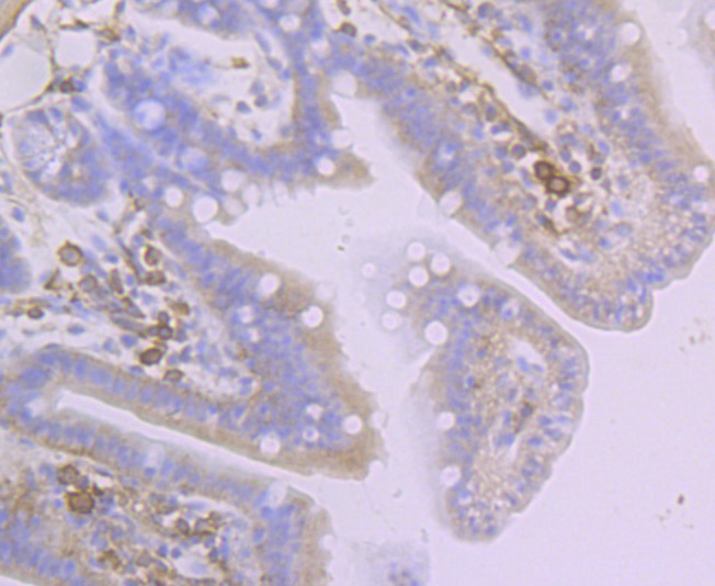 Creatine kinase B type Rabbit mAb