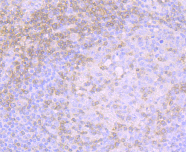 CD3G Rabbit mAb