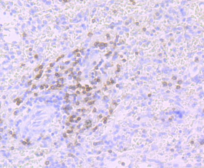 CD3G Rabbit mAb