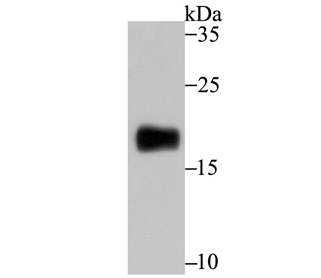 CD3G Rabbit mAb