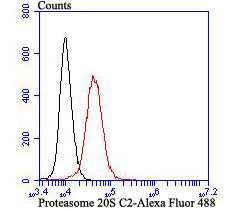 Proteasome 20S C2 Rabbit mAb