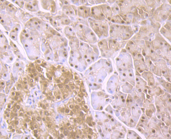 Proteasome 20S C2 Rabbit mAb