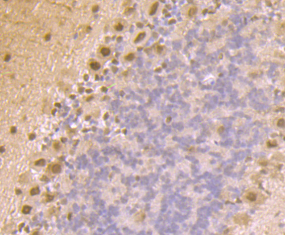 Proteasome 20S C2 Rabbit mAb