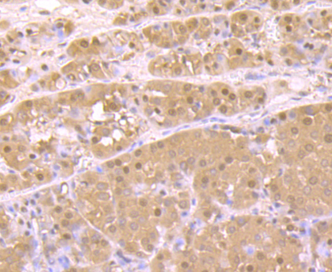 Proteasome 20S C2 Rabbit mAb