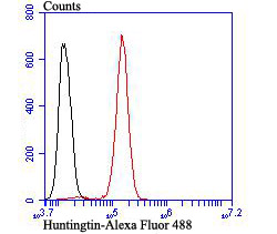 Huntingtin Rabbit mAb