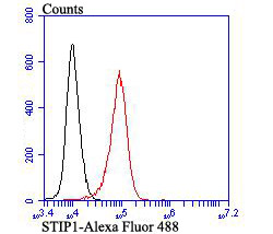 STIP1 Rabbit mAb