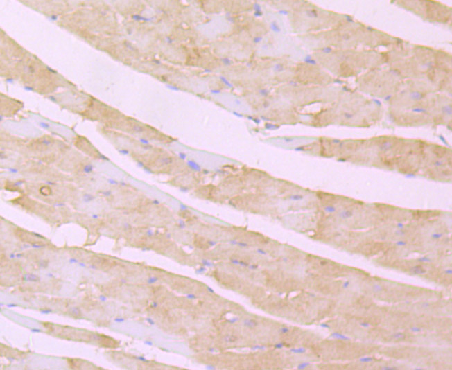 Desmoglein 2 Rabbit mAb