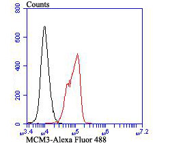 MCM3 Rabbit mAb