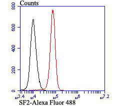 SF2 Rabbit mAb