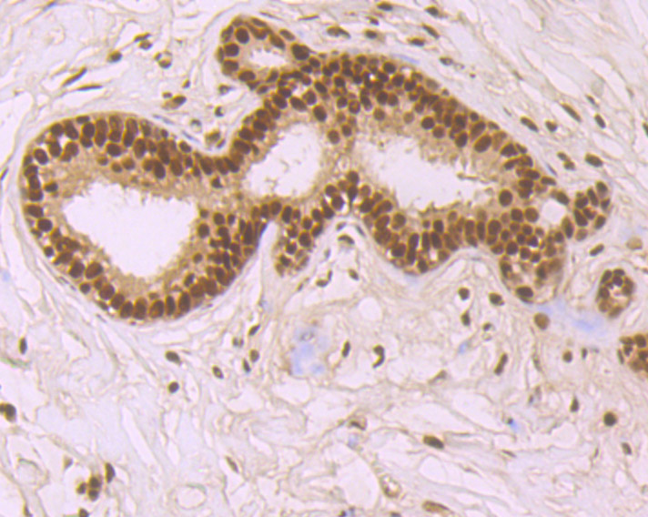 SF2 Rabbit mAb