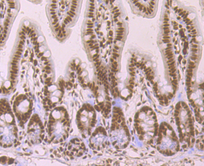 SF2 Rabbit mAb