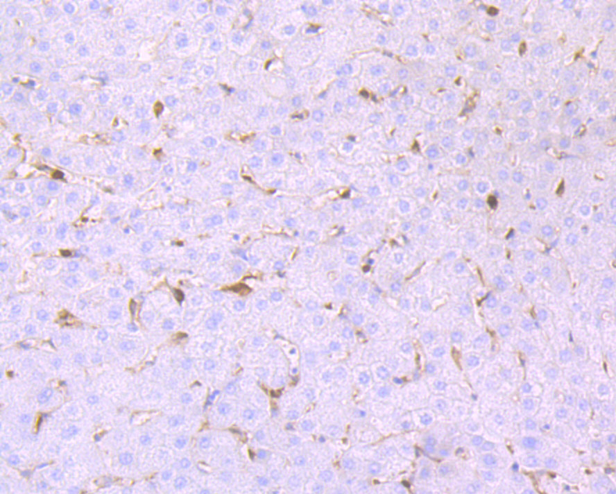 GST3 Rabbit mAb