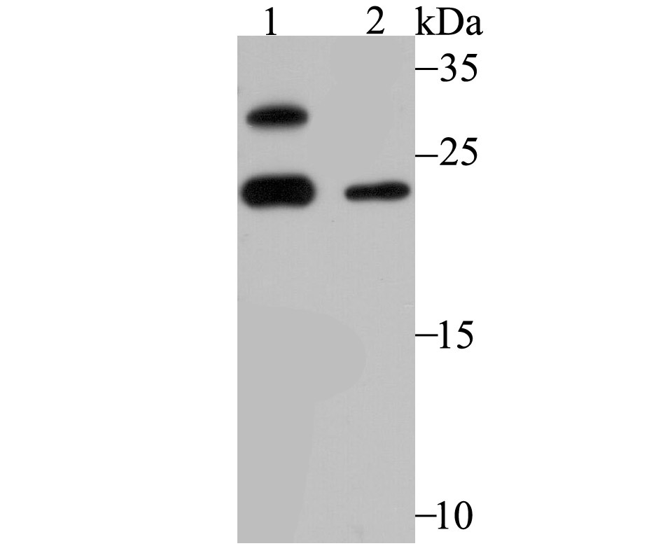 GST3 Rabbit mAb