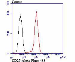 CD27 Rabbit mAb