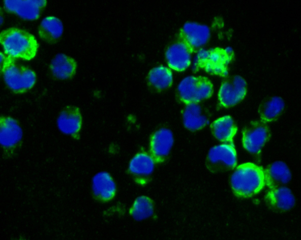 CD27 Rabbit mAb