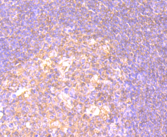 CD27 Rabbit mAb