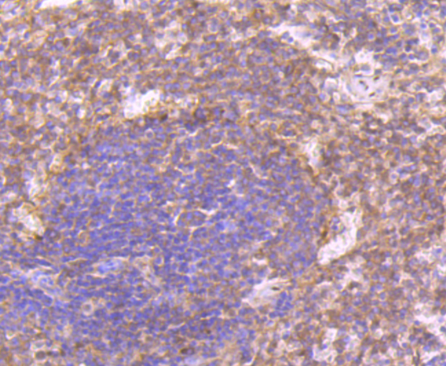 CD27 Rabbit mAb