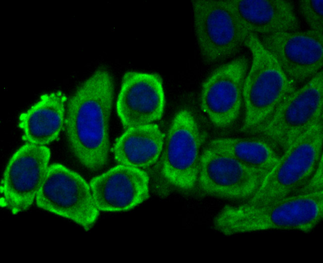 eEF1A1 Rabbit mAb