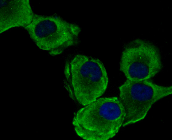 eEF1A1 Rabbit mAb