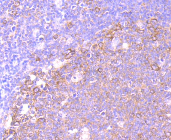 eEF1A1 Rabbit mAb