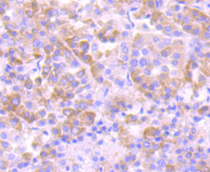 eEF1A1 Rabbit mAb