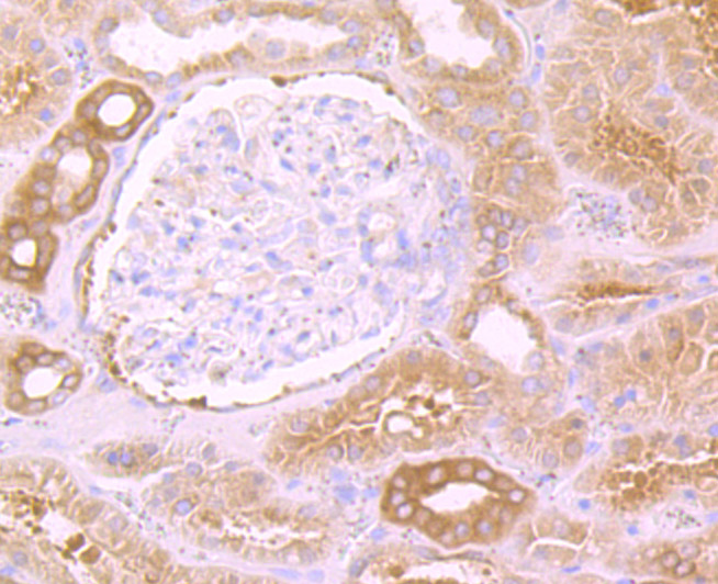 eEF1A1 Rabbit mAb