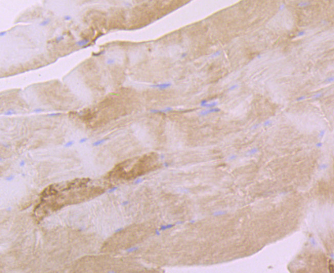 eEF1A1 Rabbit mAb